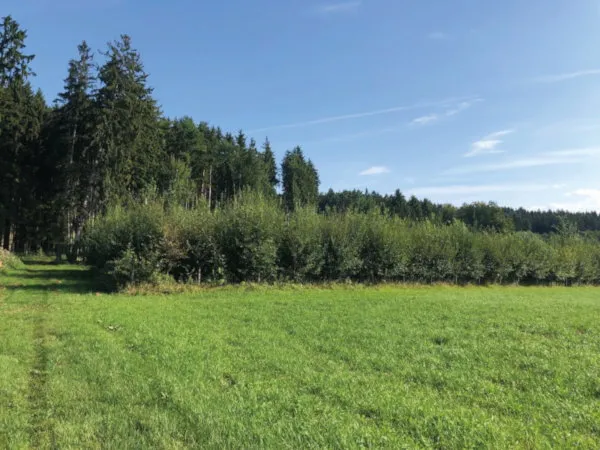 hoermann-wald Wald