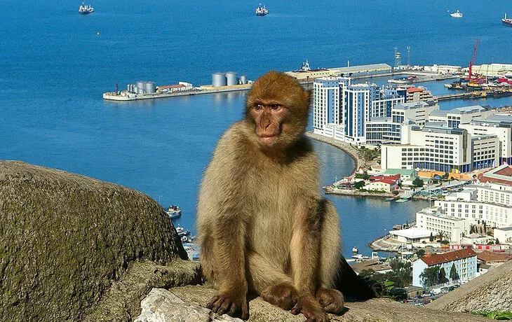 Affenfelsen Gibraltar