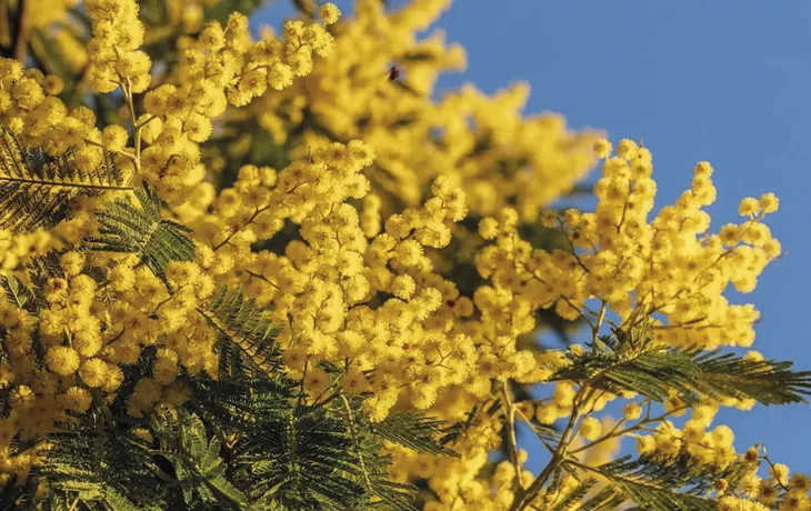 Mandelieu-la-Napoule, Mimosen