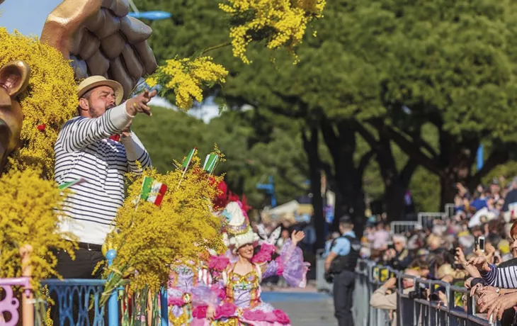 Mandelieu-la-Napoule, Mimosen