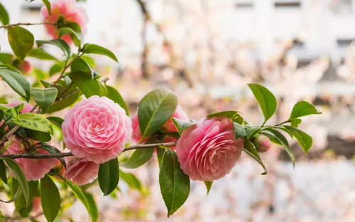 Kamelienrosablumen im Garten