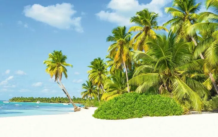 Beautiful tall palm trees and white sandy beach