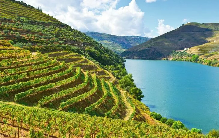 Weinberge am Fluss Duero/Douro