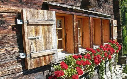 Holzhausfassade mit Blumenkästen voller roter Geranien.