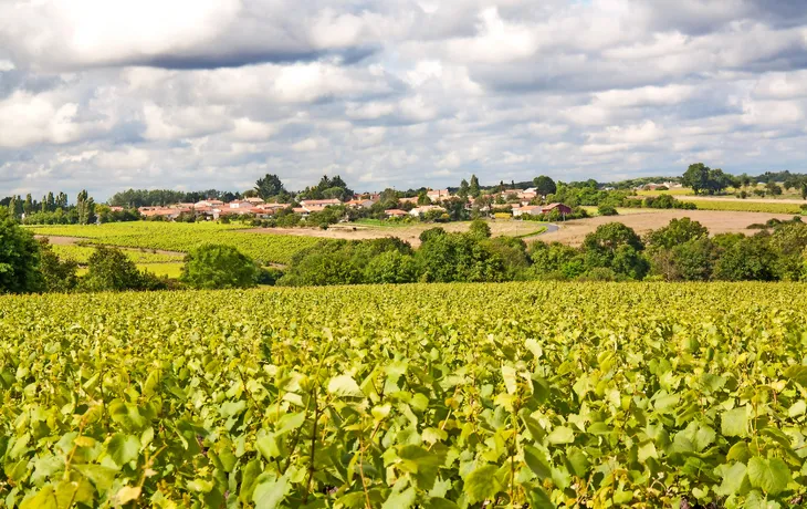 Weinbaugebiet von Nantes im Frühling