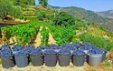 A-ROSA - A-ROSA ALVA - Douro - 8 Tage - Flusskreuzfahrt - 2027