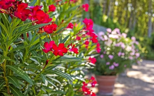 Rote Oleanderblüten im Vordergrund, unscharfer Gartenhintergrund.
