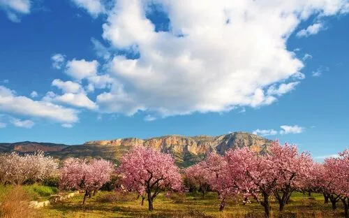Blühende Mandelbäume vor einer Berglandschaft unter blauem Himmel mit Wolken.