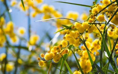 Goldene Gräser mit gelben Blüten im Sonnenlicht.