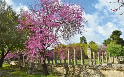 Ruinen einer antiken Stätte mit blühendem Baum im Vordergrund.