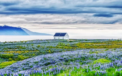 Weiße Hütte vor blühendem Feld und Bergen im Hintergrund