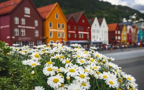 Weiße Blüten im Vordergrund, bunte Häuser im Hintergrund.