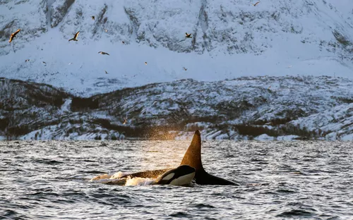 Orcas schwimmen im Meer vor schneebedeckten Bergen.