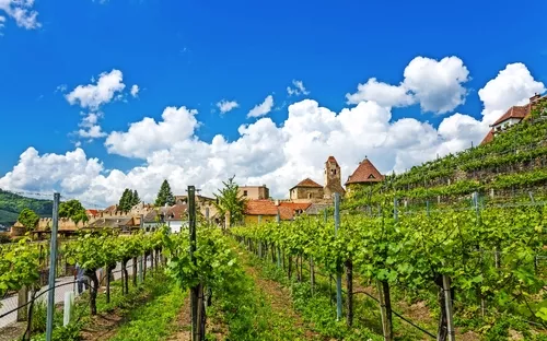 Weinberg mit Dorf und Kirche im Hintergrund unter blauem Himmel mit Wolken.