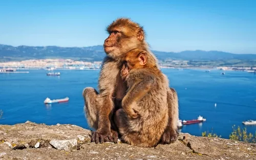 Zwei Affen sitzen auf einer Mauer mit Blick auf das Meer und Schiffe.