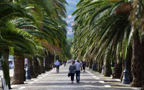 Eine von Palmen gesäumte Promenade mit Menschen, die spazieren gehen.