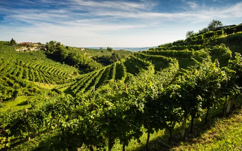 Weinberg auf einem Hügel mit Reihen von Reben unter einem blauen Himmel.