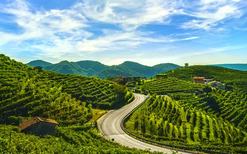 Hügelige Weinberge mit einer sich windenden Straße und klarem Himmel.