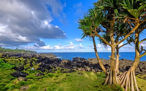 Grüne Küstenlandschaft mit Palmen und Felsen am Meer unter blauem Himmel.