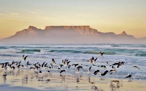 Vögel fliegen über einen Strand mit Tafelberg im Hintergrund.