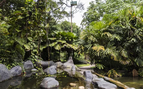 Tropische Landschaft mit Teich und üppiger Vegetation.