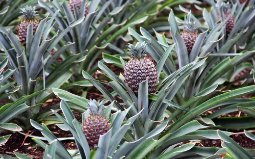 Ananasfeld mit mehreren heranwachsenden Ananasfrüchten zwischen langen, grünen Blättern.