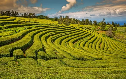 Teeplantage mit grünen, geschwungenen Terrassen unter blauem Himmel.