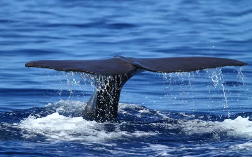 Ein Wal hebt seine Schwanzflosse über die Wasseroberfläche des Ozeans.