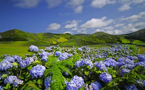 Blau blühende Hortensien vor einer Hügelkulisse bei bewölktem Himmel.