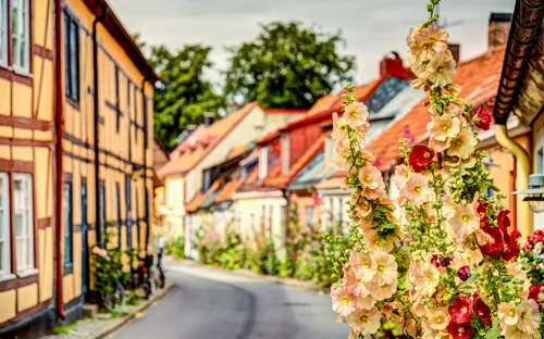 Bunte Fachwerkhäuser und blühende Stockrosen an einer schmalen Straße.