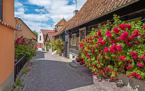 Pflastersteinstraße mit Fachwerkhäusern und blühenden Rosensträuchern an einem sonnigen Tag.