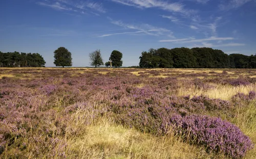 Heidefeld mit Blüten und Bäumen unter blauem Himmel.