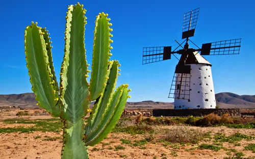 Kaktus im Vordergrund, Windmühle im Hintergrund in trockener Landschaft.