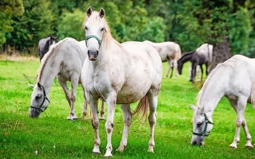 Gruppe weißer Pferde auf einer grünen Wiese mit Bäumen im Hintergrund.