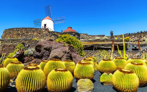 Kakteen und eine Windmühle in einem botanischen Garten bei sonnigem Wetter.