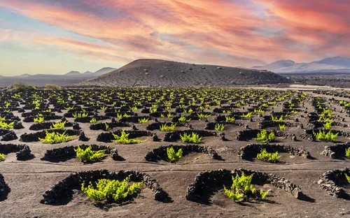 Weinfelder auf Lavaerde mit Vulkan im Hintergrund bei Sonnenuntergang.