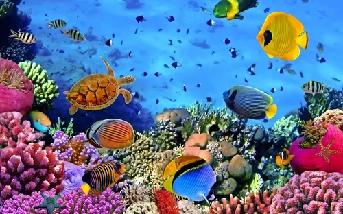 Bunte Fische und eine Schildkröte schwimmen über einem Korallenriff im klaren Meer.