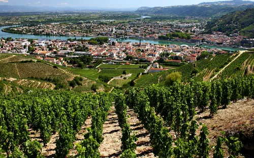 Weinberge auf Hügeln mit Stadt und Fluss im Hintergrund