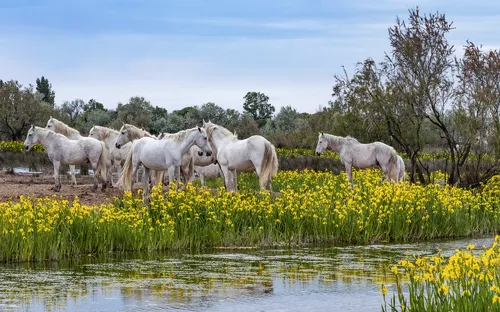Weiße Pferde auf einer Wiese mit gelben Blumen nahe einem Wasserlauf.