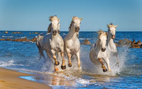Mehrere weiße Pferde galoppieren durch seichtes Wasser am Strand.
