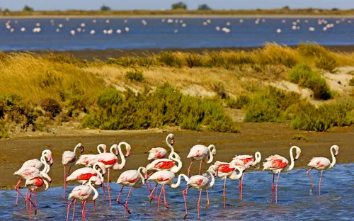 Flamingos stehen im flachen Wasser einer Lagune, umgeben von Gras und weiter entferntem Wasser.