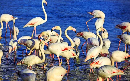 Flamingos stehen im flachen Wasser unter blauem Himmel.