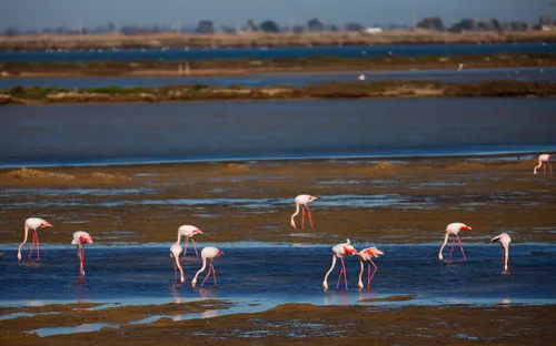 Flamingos im Feuchtgebiet des Ebro-Deltas im Naturpark in Tarragona, Spanien.