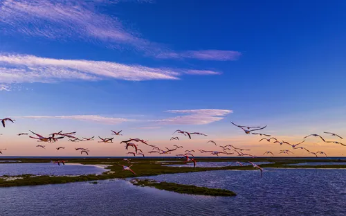 Vögel fliegen über eine Wasserlandschaft bei Sonnenuntergang.