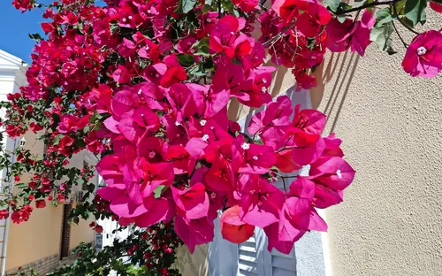 Fuchsiafarbene Bougainvillea-Blüten, die an einer Hauswand in der Sonne blühen.