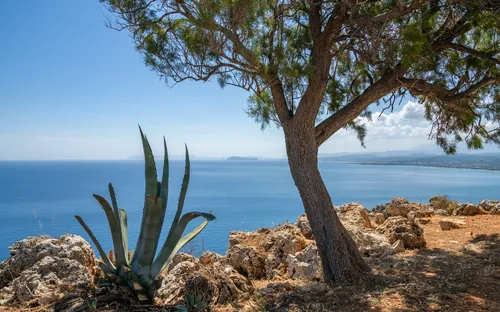 Küstenlandschaft mit Baum, Agave und Blick aufs Meer.