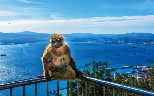 Affe sitzt auf Geländer mit Meerblick im Hintergrund.