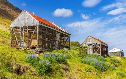 Drei alte Scheunen auf einem Hügel mit Wildblumen und blauem Himmel.