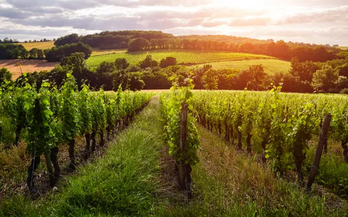 Weinberge im Sonnenuntergang mit grüner Landschaft im Hintergrund.