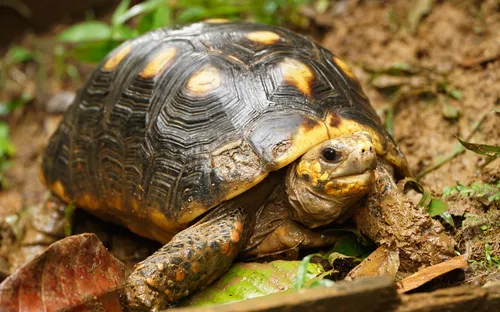 Schildkröte auf dem Boden am Mount Qua Qua auf der Insel Grenada im karibischen Meer.